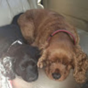 Meet your Posher, Melody